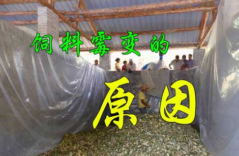 飼料又發霉了， 到底是咋回事？